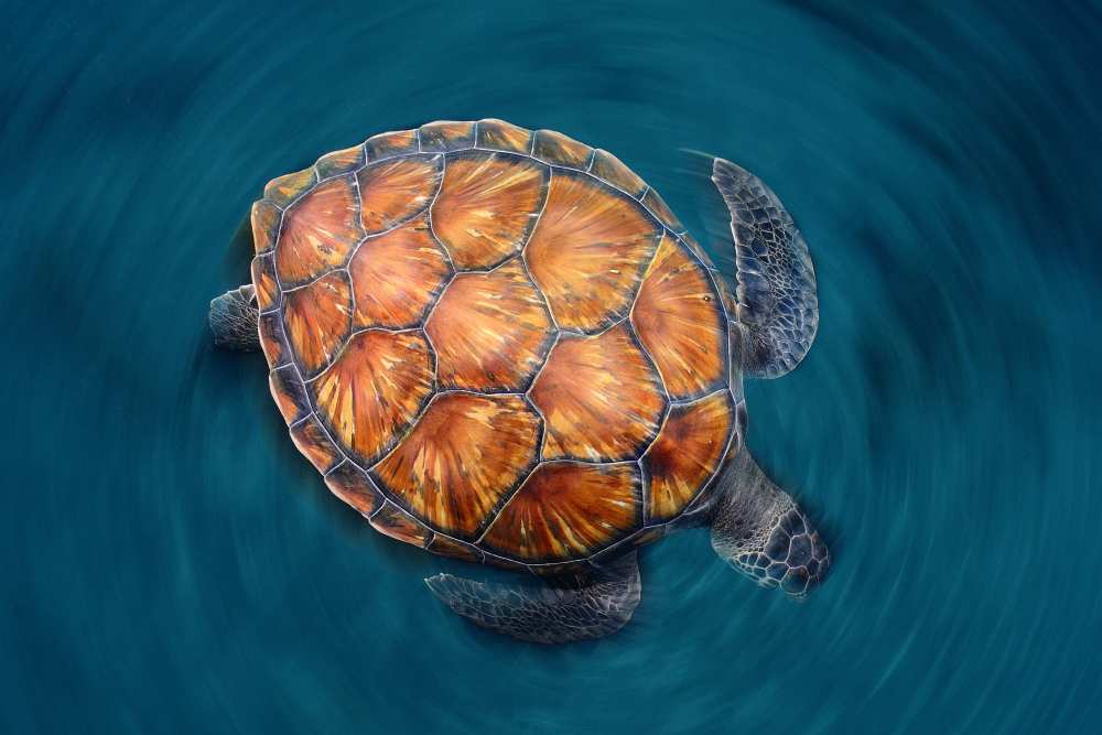 spin turtle from Sergi Garcia