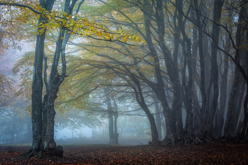Trees in the fog from Sergio Barboni