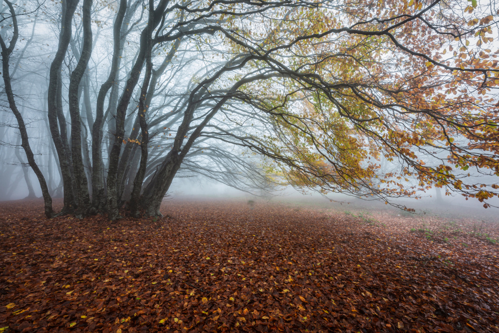 Fog in the woods from Sergio Barboni