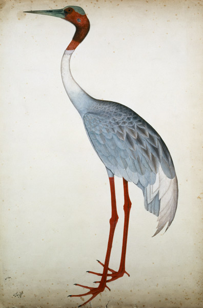 Sarus Crane, painted for Lady Impey at Calcutta from Shaikh Zain ud-Din