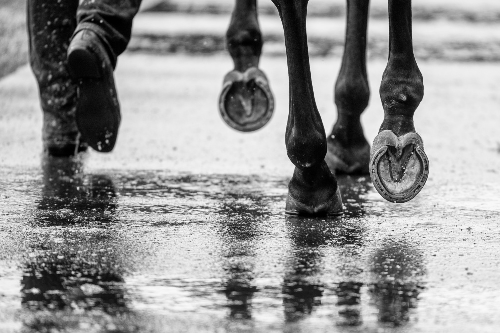 Water Hooves from Sharon Lee Chapman