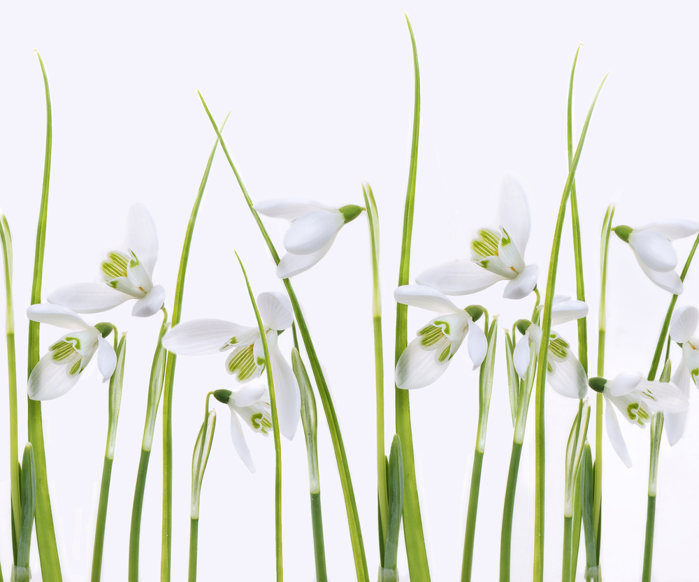 Snowdrops from Sharon Williams