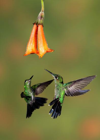 A pair of Green-crowned Brilliant Hummingbirds
