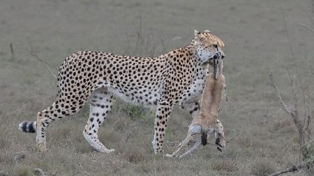 Cheetah hunted a Thompsons Gazelle