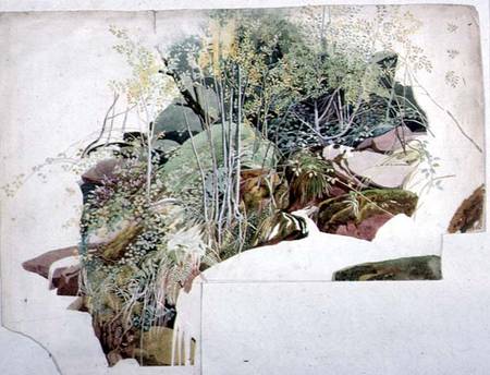 Study of trees, foliage and rocks from Sheldon Burrows Adams
