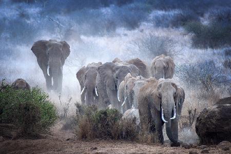 Elephants of Amboseli