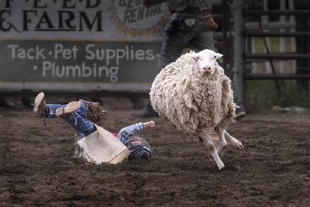 Victor in Mutton Busting