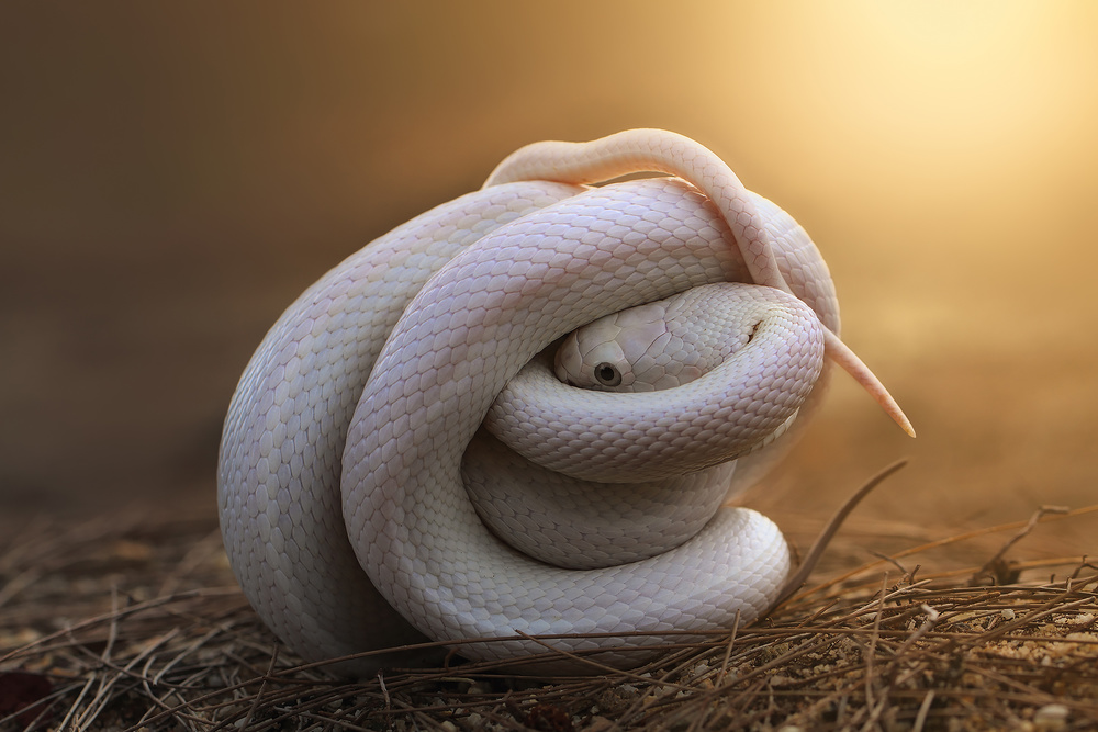 Leucistic Texas Rat Snake from Shikhei Goh