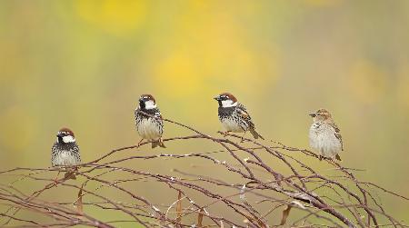 The 4 Sparrows