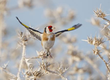 Goldfinch - Parachute