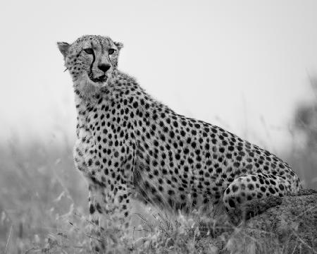 Cheetah .. Mara triangle