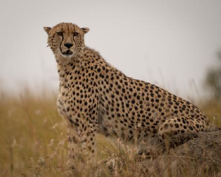 Cheetah ..Mara triangle