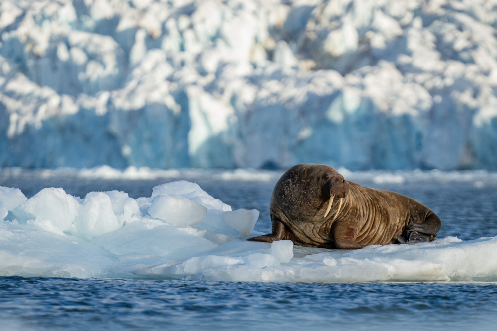 Svalbard .. Mr Walrus on ice throne.. from Shobhit Chawla
