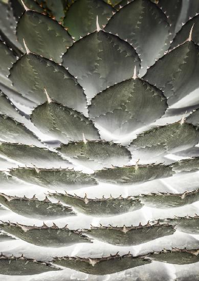 Agave Layers