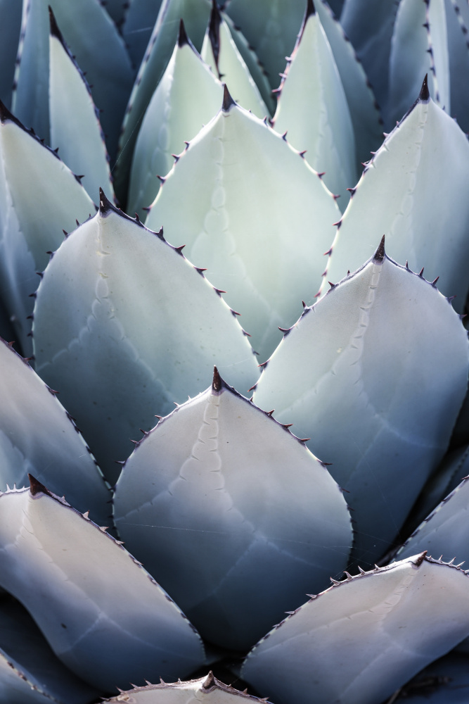 Blue Agave Side from Shot by Clint