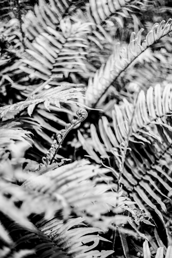 Forest Fern from Shot by Clint