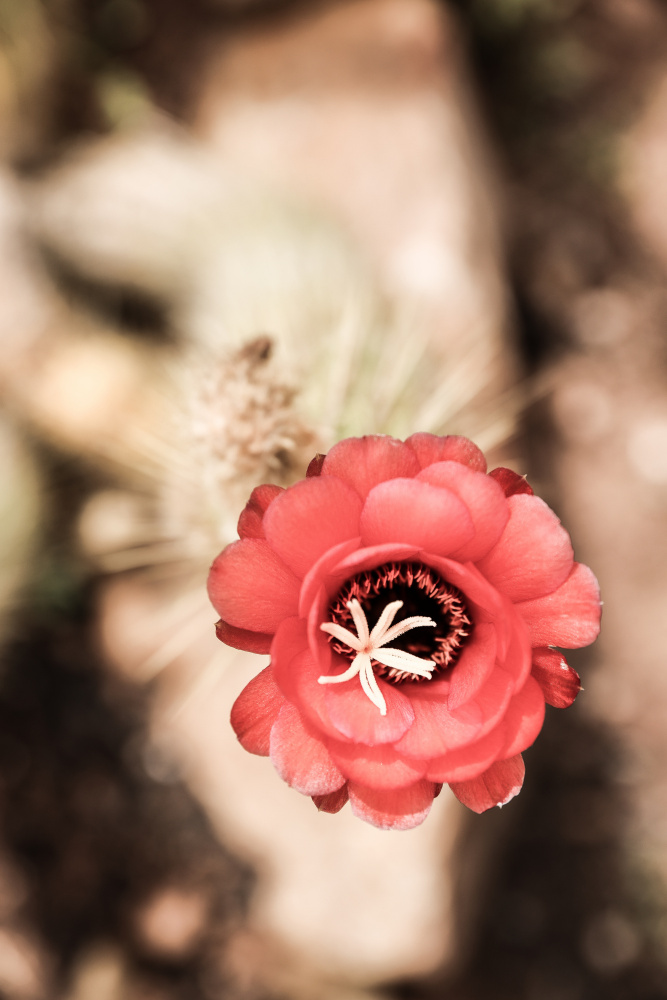 Desert Bloom from Shot by Clint