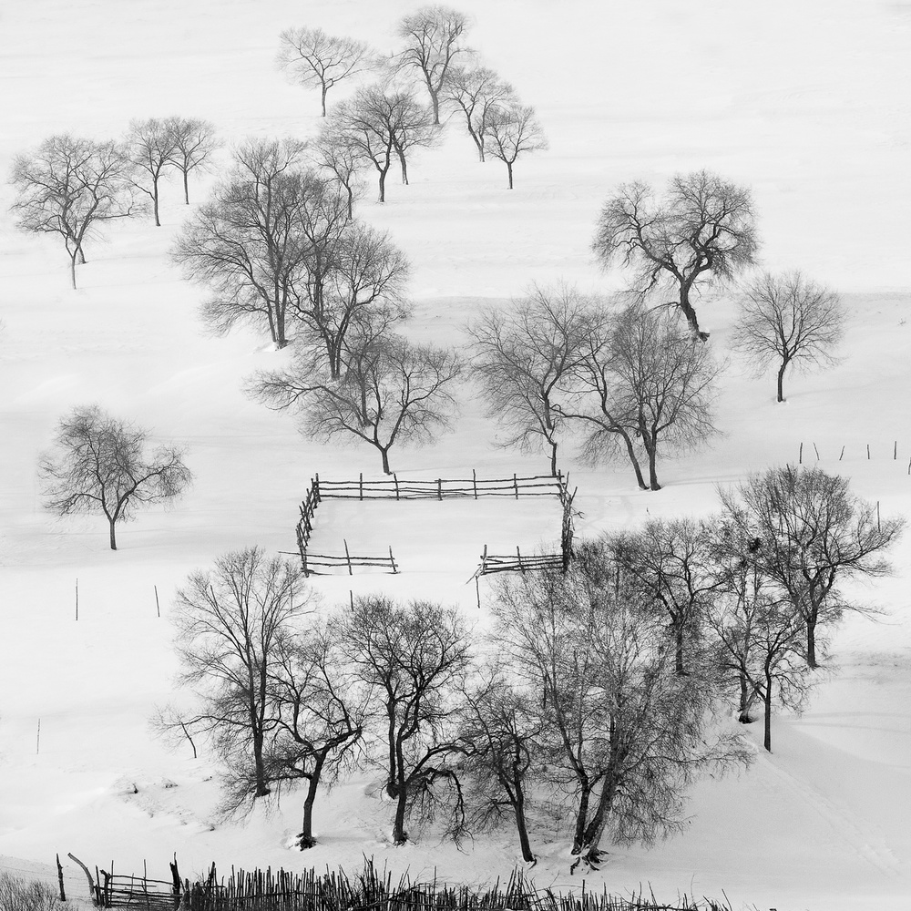 Black and white world, quietly waiting. from Shu-Guang Yang