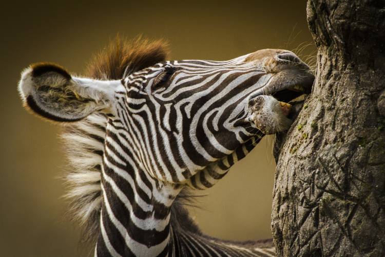 Zebra from Silvia Geiger