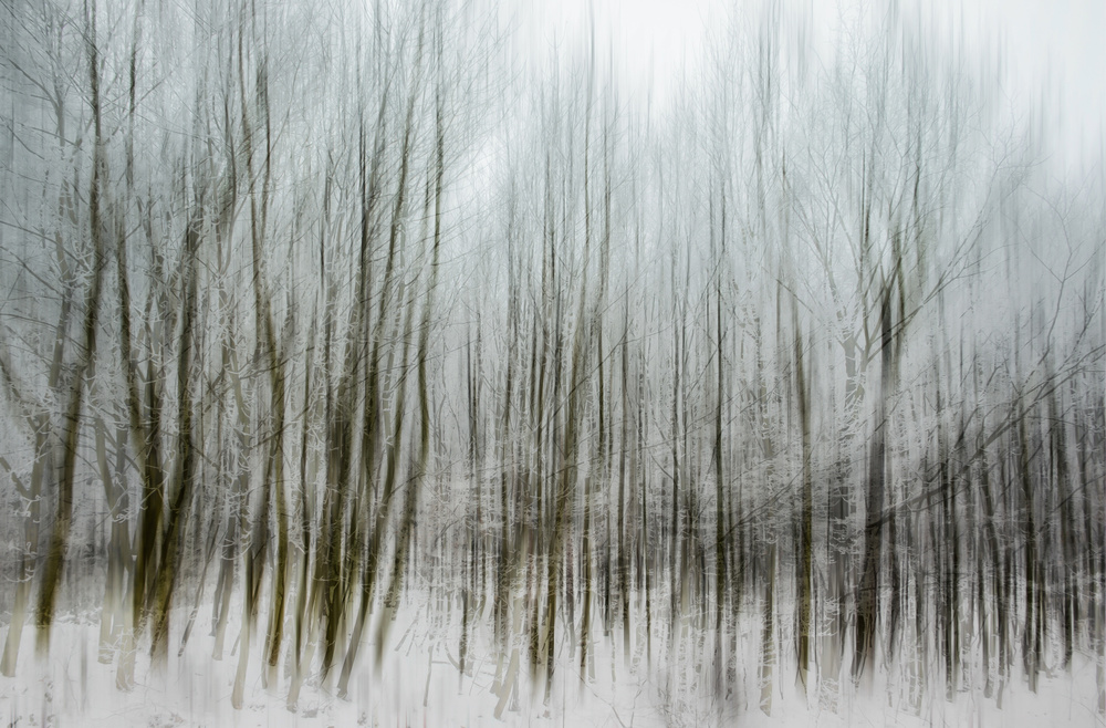 dancing trees from silvia guillet