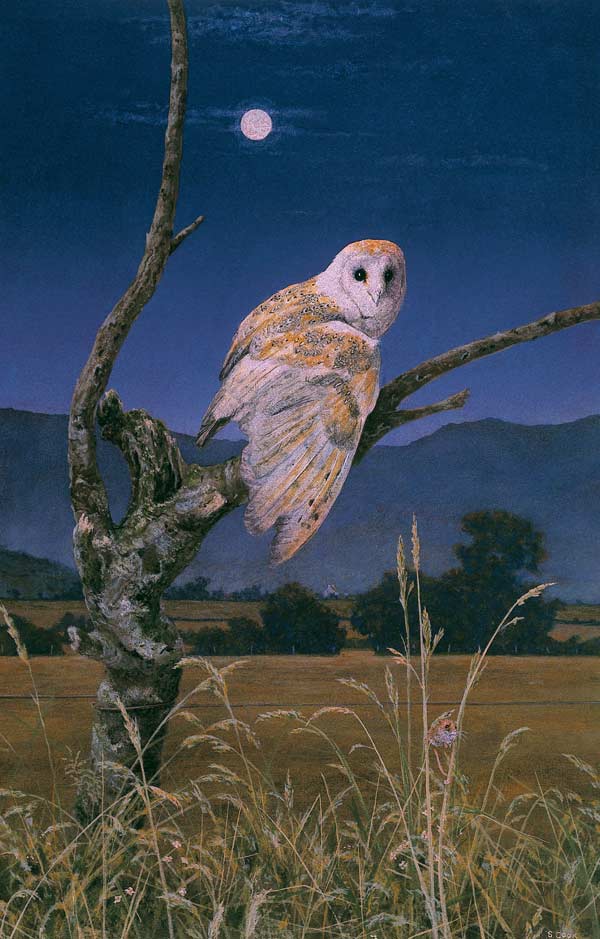 Barn Owl (oil on canvas)  from Simon  Cook