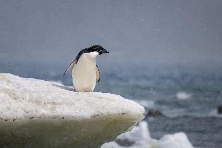 Adelie penguin in snow shower