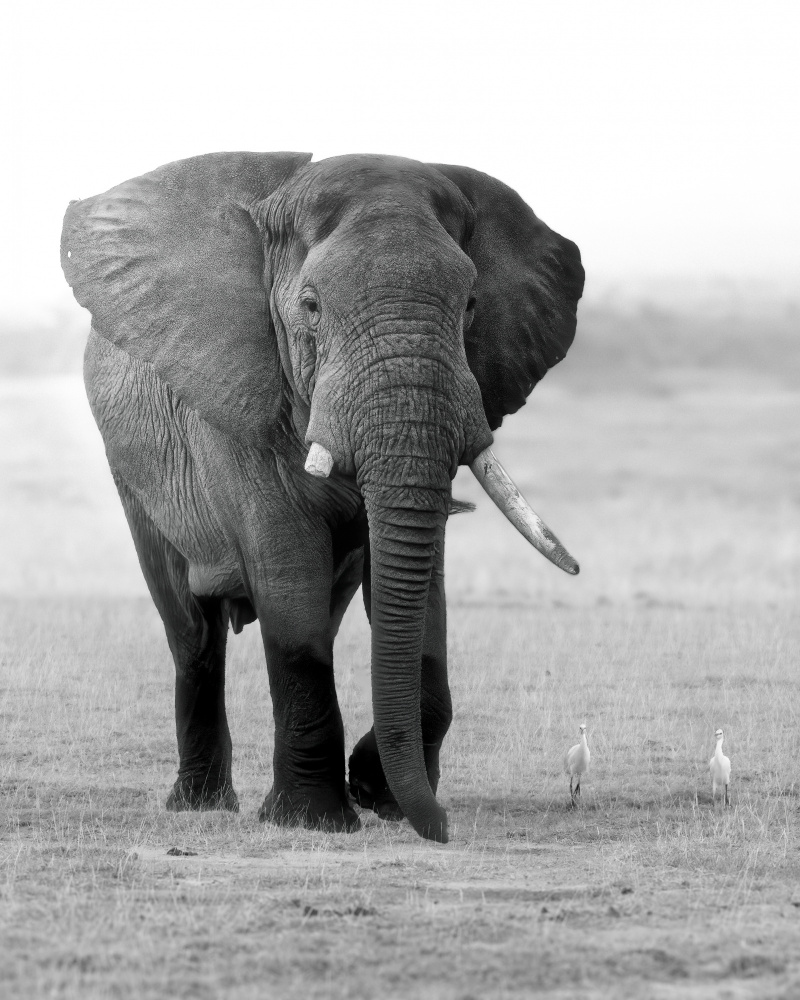 An Elephant with a Broken Tooth from Siyu and Wei Photography