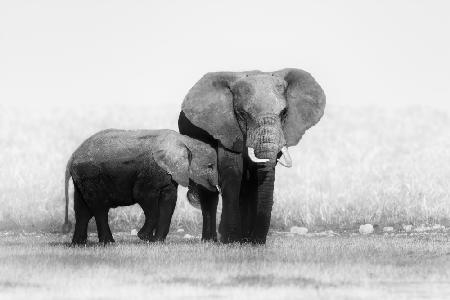 Mother and Calf Elephants