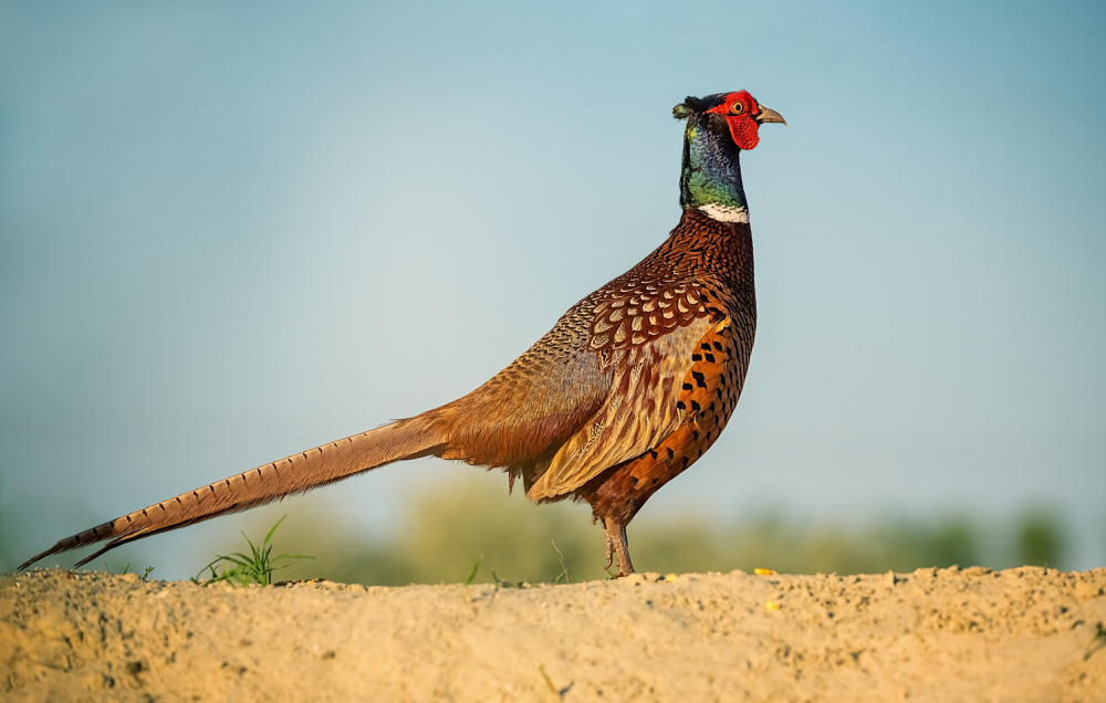 Pheasant from Siyu and Wei Photography