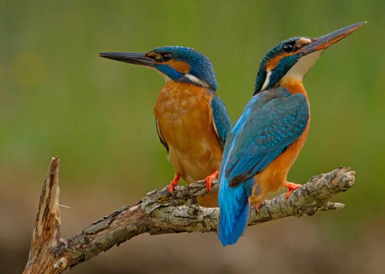Kingfisher (Alcedo atthis) from Stefan Benfer