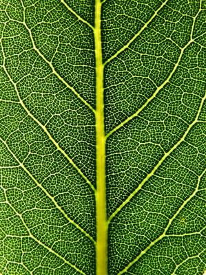 laurel leaf from Stefan Grötsch