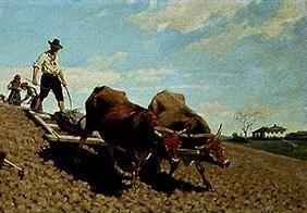 Italian smallholder when ploughing