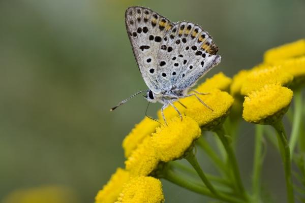 Schmetterling auf Blüte from Steffen Breyer
