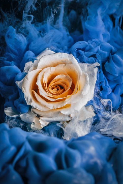 Magical Rose from Steffen  Gierok