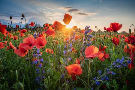 summer flowers