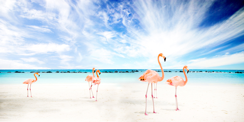 Flamingos am Meer from Stephan  Rossmann