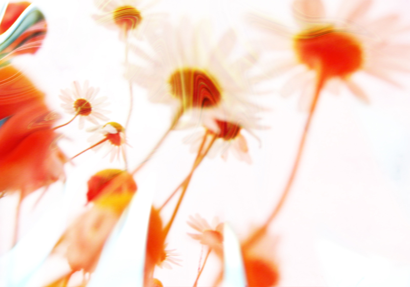 Sommenblumen wachsen dem Himmel entgegen from Stephan  Rossmann