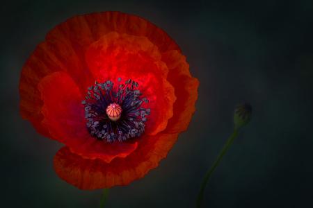 delicate poppy flower