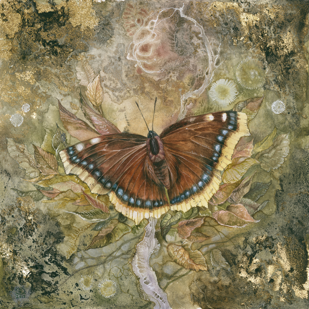Mourning Cloak Butterfly from Stephanie Law