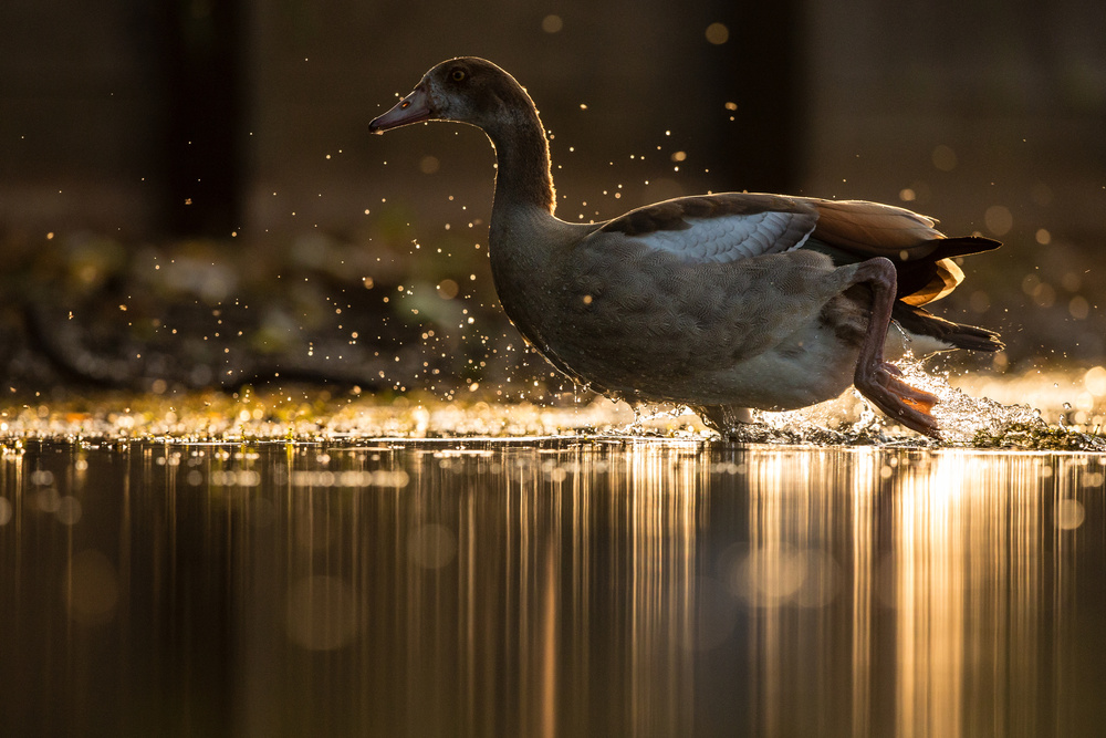 Golden Goose from Stuart Harling