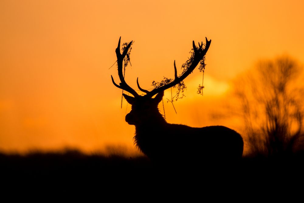 Red Deer Stag Silhouette from Stuart Harling