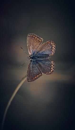 Female Common Blue