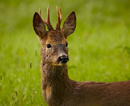 Wild Roe deer