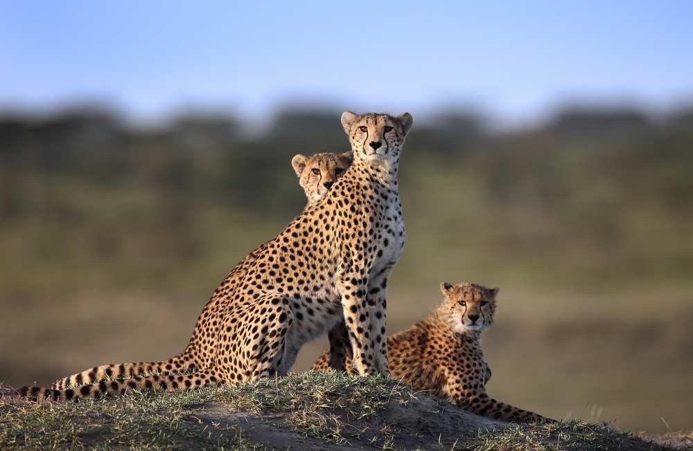 Cheetahs Family from Sultan Sultan Al
