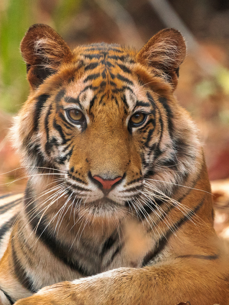 The Tiger Portrait from Sumangal Sethi