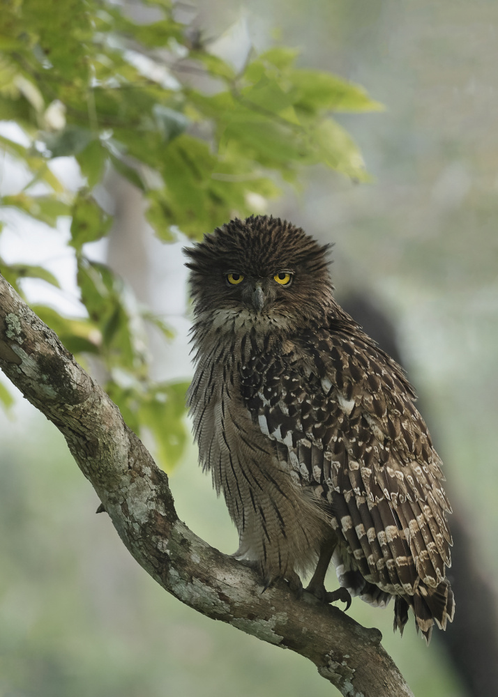 Brown fish owl ???? from Sunil Manikkath