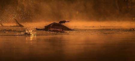 Cormorant at Sunrise