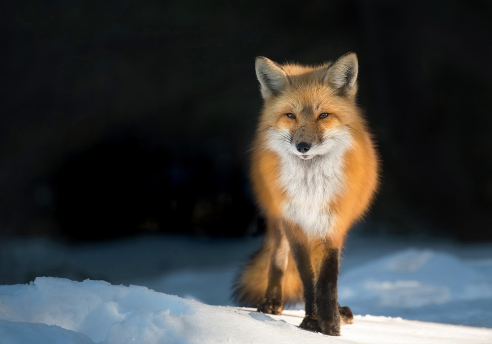 Red Fox at Sunset from Susan Breau
