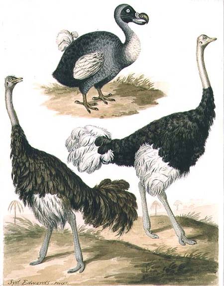 Dodo and Ostrich from Sydenham Teast Edwards