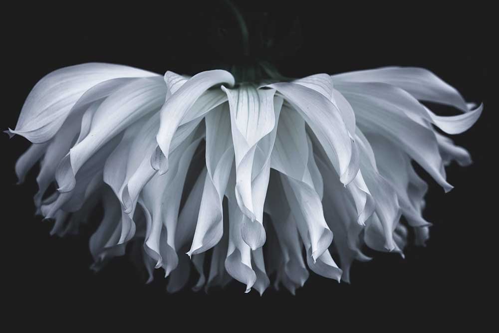 Flare flower from Takashi Suzuki